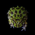 The Argentine horned froglet isolated on black