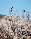 Argentine parrots on a tree in an urban park in the center of Madrid