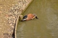 Argentine Red Shoveler (Anas platalea) Royalty Free Stock Photo