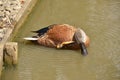 Argentine Red Shoveler (Anas platalea) Royalty Free Stock Photo