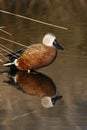 Argentine red shoveler, Anas platalea vieillot Royalty Free Stock Photo