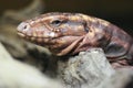 Argentine red tegu Royalty Free Stock Photo