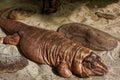 Argentine red tegu Royalty Free Stock Photo