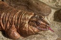 Argentine red tegu Royalty Free Stock Photo