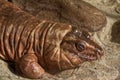 Argentine red tegu Royalty Free Stock Photo
