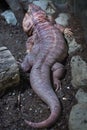 Argentine red tegu Tupinambis rufescens Royalty Free Stock Photo