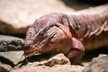 Argentine red tegu Royalty Free Stock Photo