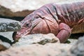 Argentine red tegu Royalty Free Stock Photo