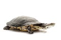 Argentine sideneck turtle Royalty Free Stock Photo