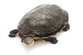 Argentine sideneck turtle Royalty Free Stock Photo