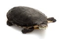 Argentine sideneck turtle Royalty Free Stock Photo