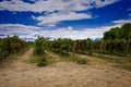 An argentine vineyard in Cafayate