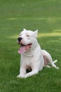 Argentinian Dog/Dogo Argentino Royalty Free Stock Photo
