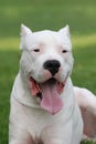 Argentinian Dog/Dogo Argentino Royalty Free Stock Photo