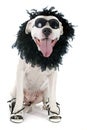 Argentinian dog Royalty Free Stock Photo