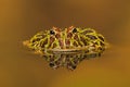 Argentinian Horned Frog (Ceratophrys Ornata) Royalty Free Stock Photo