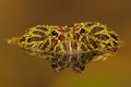 Argentinian Horned Frog (Ceratophrys Ornata) Royalty Free Stock Photo