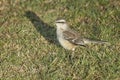 Argentinian lark perched on the grass fields Royalty Free Stock Photo