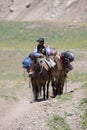 Argentinian man and donkeys carrying bags at the Aconcagua, Argentina