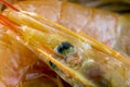 Argentinian prawns bio Royalty Free Stock Photo