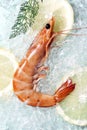 Argentinian shrimp isolated on a background of crushed ice Royalty Free Stock Photo