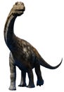 Argentinosaurus juvenile Royalty Free Stock Photo