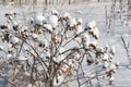 Argimony in snow