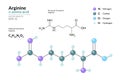 Arginine. Arg C6H14N4O2. ÃÂ±-Amino Acid. Structural Chemical Formula and Molecule 3d Model. Atoms with Color Coding. Vector Royalty Free Stock Photo