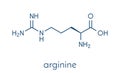 Arginine L-arginine, Arg, R amino acid molecule. Skeletal formula.