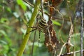 Argiopa spider crawling on the dry grass