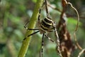 Argiopa spider crawling on the dry grass Royalty Free Stock Photo