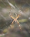 Argiopa spider in a natural habitat on a meadow in the south of Ukraine in its web, close-up in the afternoon in summer