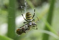 Argiopa spider with prey