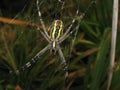 Argiopa Spider on the web