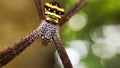 Argiope anasuja is fast and beautiful Royalty Free Stock Photo