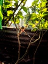 Argiope anasuja is a species of harmless orb-weaver spider found in india and some more countries Royalty Free Stock Photo