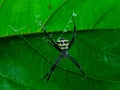 Argiope anasuja Spider in a net. Royalty Free Stock Photo