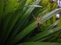 argiope anasuja Royalty Free Stock Photo