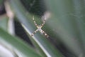 Argiope anasuja- Spider Royalty Free Stock Photo