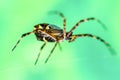 Argiope Anasuja Spider Royalty Free Stock Photo