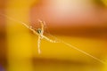 The Argiope anasuja spider hangs on web with yellow background Royalty Free Stock Photo