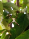 Argiope Anasuja spider makes a web on a mango tree Royalty Free Stock Photo