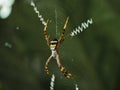 Argiope Anasuja Spider Web on Green Royalty Free Stock Photo