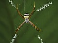 Argiope Anasuja Spider Web on Green Royalty Free Stock Photo