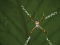 Argiope Anasuja Spider Web on Green Royalty Free Stock Photo