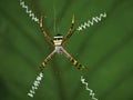 Argiope Anasuja Spider Web on Green Royalty Free Stock Photo