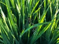 Argiope anasuja that is in a web in the middle of a rice plant Royalty Free Stock Photo