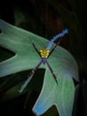 Argiope appensa, also referred to as the Hawaiian garden spider Royalty Free Stock Photo