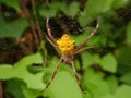 Argiope appensa ispecies of spider belonging to the Araneidae family. This species is also part of the genus Argiope Royalty Free Stock Photo