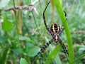 Argiope appensa spider close up photo Royalty Free Stock Photo